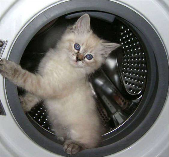 ♪ Washing machine with a kitty cat ♪